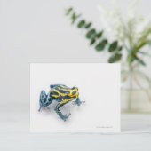 Schwarzer, Gelber und Blauer Giftfrösch Postkarte (Stehend Vorderseite)