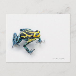 Schwarzer, Gelber und Blauer Giftfrösch Postkarte
