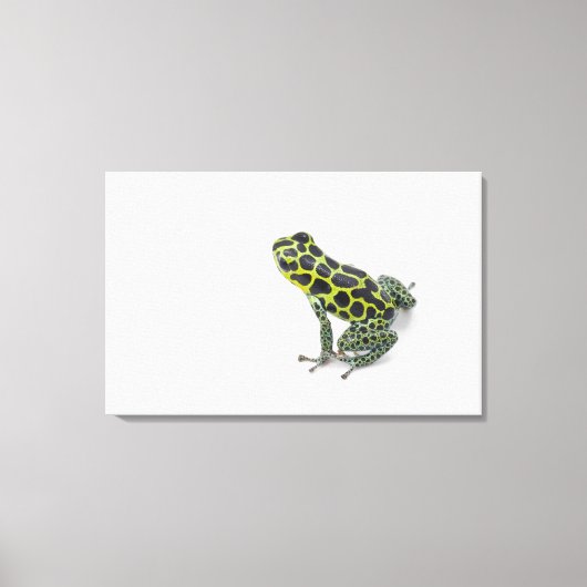Schwarzer Gepunktet-grüner Gift-Dart-Frosch Leinwanddruck (Vorderseite)