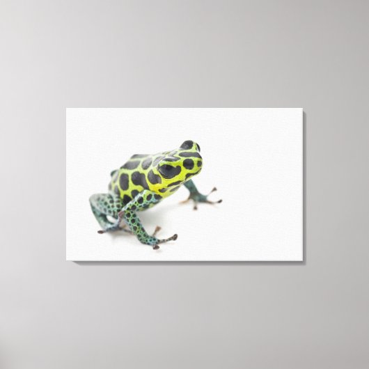 Schwarzer Gepunktet-grüner Gift-Dart-Frosch Leinwanddruck (Vorderseite)