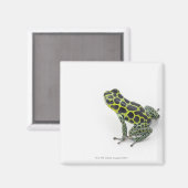 Schwarzer Gepunktet-grüner Gift-Dart-Frosch Magnet (Vorderseite/Rückseite)