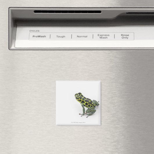 Schwarzer Gepunktet-grüner Gift-Dart-Frosch Magnet (In Situ (Geschirrspüler))