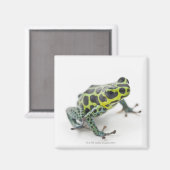 Schwarzer Gepunktet-grüner Gift-Dart-Frosch Magnet (Vorderseite/Rückseite)