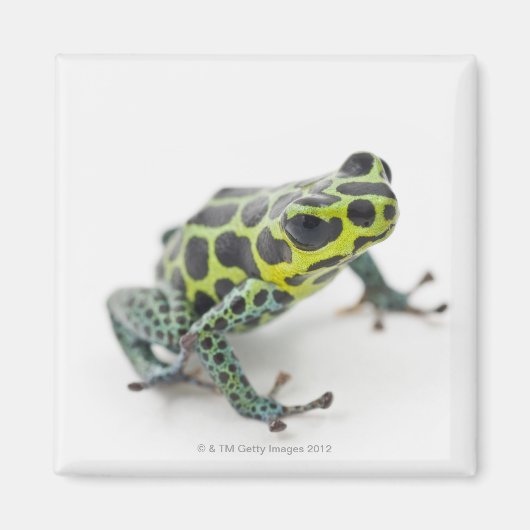 Schwarzer Gepunktet-grüner Gift-Dart-Frosch Magnet (Vorne)