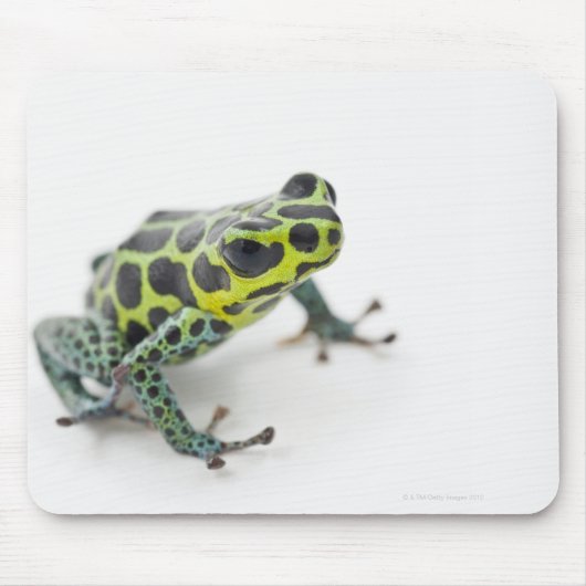 Schwarzer Gepunktet-grüner Gift-Dart-Frosch Mousepad (Vorne)