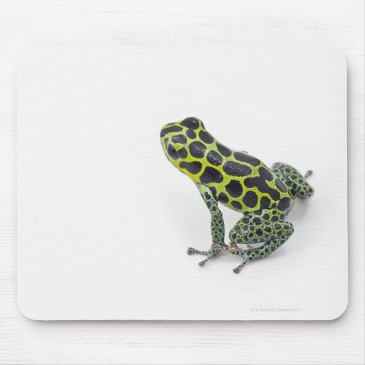 Schwarzer Gepunktet-grüner Gift-Dart-Frosch Mousepad (Vorne)