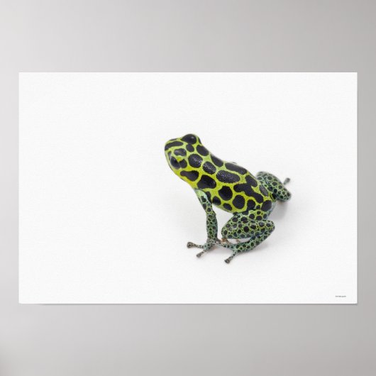 Schwarzer Gepunktet-grüner Gift-Dart-Frosch Poster (Vorne)