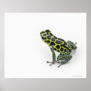 Schwarzer Gepunktet-grüner Gift-Dart-Frosch Poster