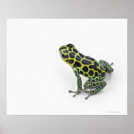 Schwarzer Gepunktet-grüner Gift-Dart-Frosch Poster (Vorne)