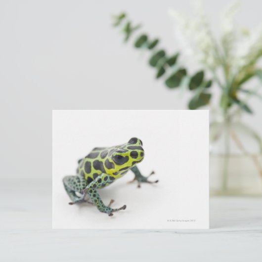 Schwarzer Gepunktet-grüner Gift-Dart-Frosch Postkarte (Stehend Vorderseite)