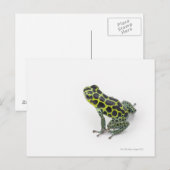 Schwarzer Gepunktet-grüner Gift-Dart-Frosch Postkarte (Vorne/Hinten)