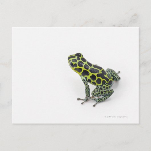 Schwarzer Gepunktet-grüner Gift-Dart-Frosch Postkarte (Vorderseite)