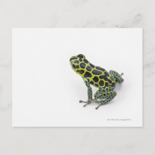 Schwarzer Gepunktet-grüner Gift-Dart-Frosch Postkarte