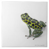 Schwarzer gepunkteter grüner Gift-Pfeil-Frosch Fliese (Vorderseite)