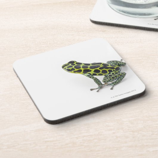 Schwarzer gepunkteter grüner Gift-Pfeil-Frosch Getränkeuntersetzer (Linke Seite)