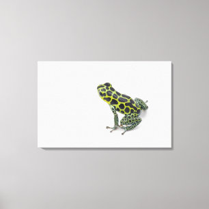 Schwarzer gepunkteter grüner Gift-Pfeil-Frosch Leinwanddruck
