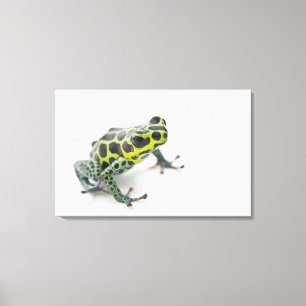 Schwarzer gepunkteter grüner Gift-Pfeil-Frosch Leinwanddruck