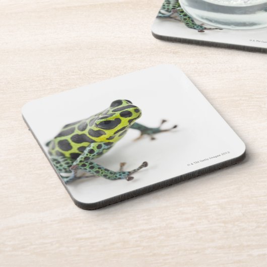 Schwarzer gepunkteter grüner Gift-Pfeil-Frosch Untersetzer (Linke Seite)