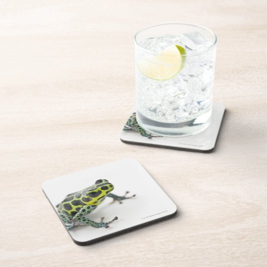 Schwarzer gepunkteter grüner Gift-Pfeil-Frosch Untersetzer (Rechte Seite)