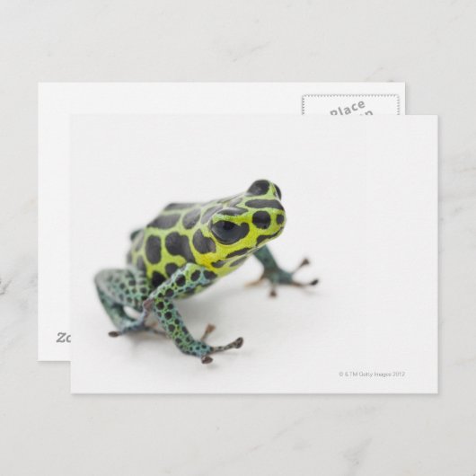 Schwarzer Gepunkteter Grüner Giftfrosch (Ranitomey Postkarte (Vorne/Hinten)