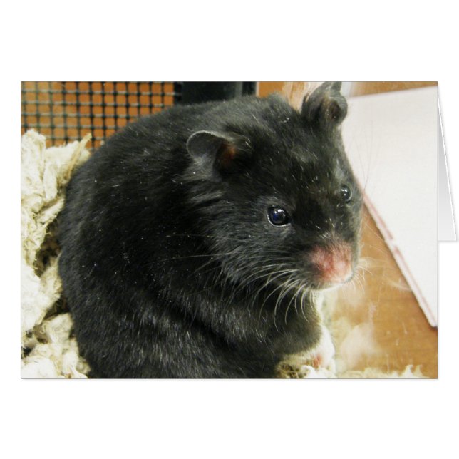 Schwarzer Hamster (Vorderseite (Horizontal))