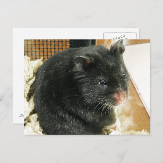 Schwarzer Hamster Postkarte (Vorne/Hinten)