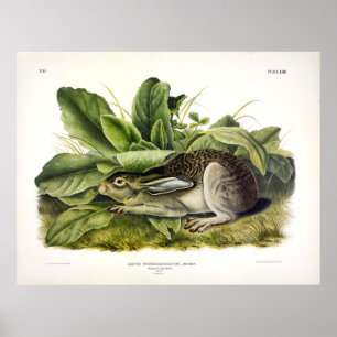 Schwarzer Hasen, Weißseidenkaninchen, Audubon Poster