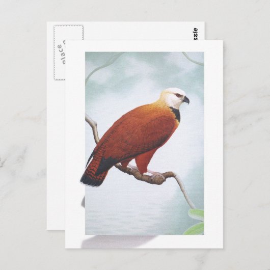 Schwarzer Hawk Postkarte (Vorne/Hinten)