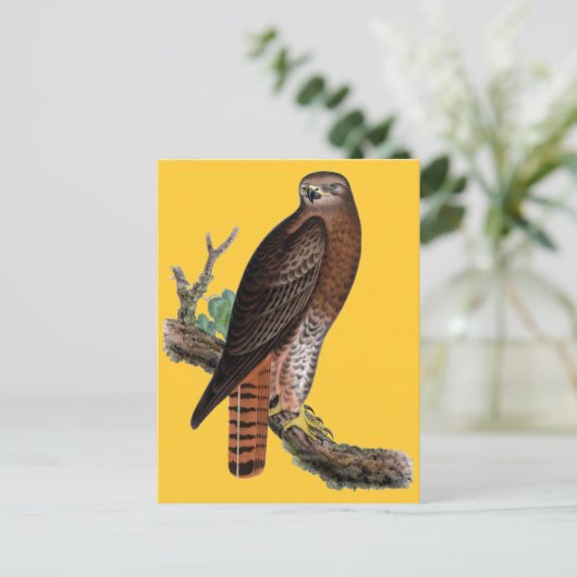 Schwarzer Hawk Postkarte (Stehend Vorderseite)