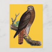 Schwarzer Hawk Postkarte (Vorderseite)