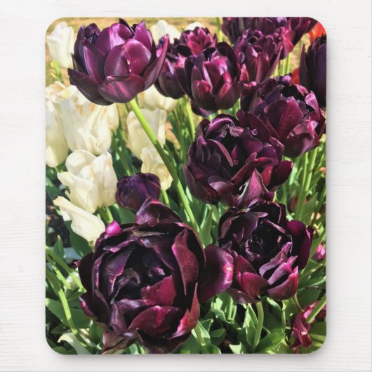 Schwarzer Held Tulips, Oregon Mousepad (Vorne)