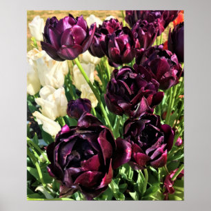 Schwarzer Held Tulips, Oregon Poster