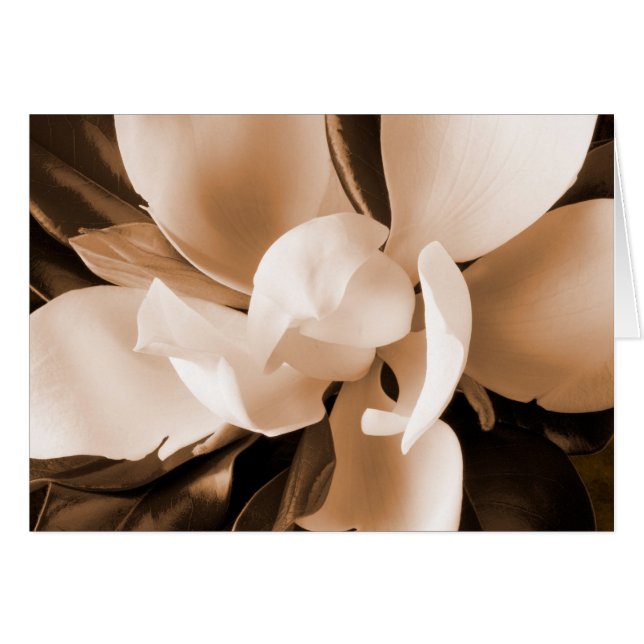 Schwarzer Hintergrund der weißen Magnolischen Blum (Vorderseite (Horizontal))