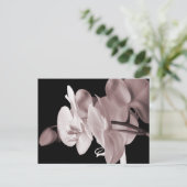 Schwarzer Hintergrund der weißen Orchideen-Blume A Postkarte (Stehend Vorderseite)