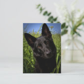 Schwarzer Hirte Postkarte (Stehend Vorderseite)