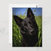 Schwarzer Hirte Postkarte (Vorne/Hinten)