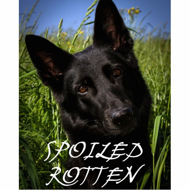 Schwarzer Hirte verwöhnt Fotoskulptur Schlüsselanhänger (Vorne)