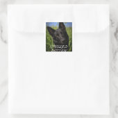 Schwarzer Hirte verwöhnt Quadratischer Aufkleber (Tasche)