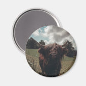 Schwarzer Hochland Schottische Kuh Weiden Vintag R Magnet (Vorderseite/Rückseite)