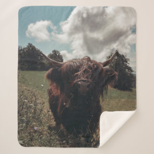 Schwarzer Hochland Schottische Kuh Weiden Vintag R Sherpadecke