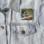 Schwarzer Holzschlauch, Artamus cinereus, Button (Beispiel)