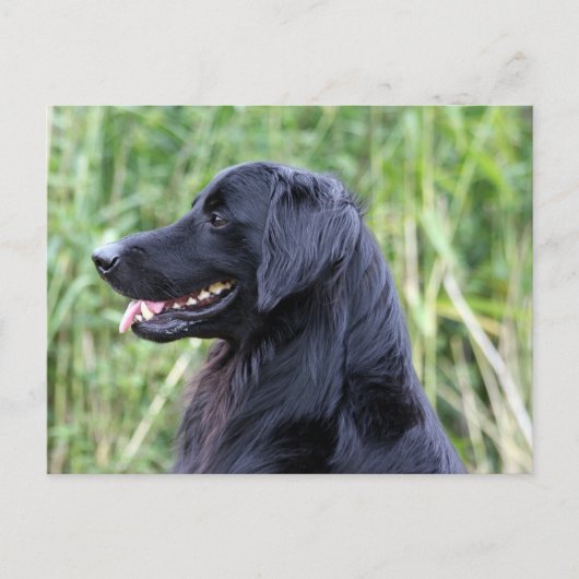 Schwarzer Hovawart Postkarte (Vorderseite)