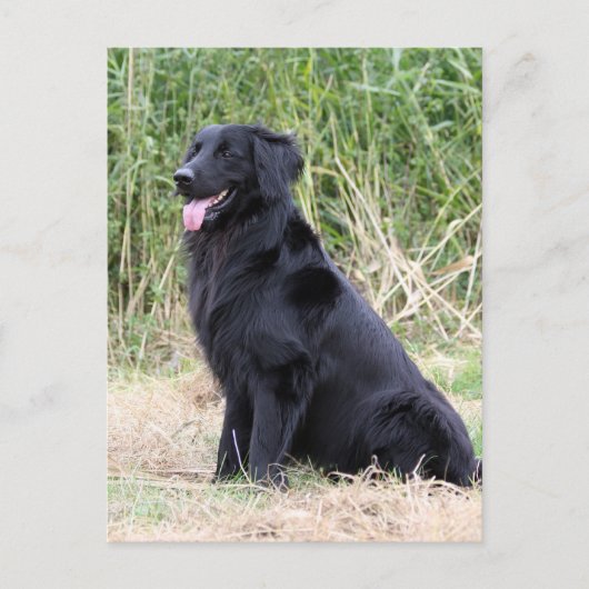 Schwarzer Hovawart Postkarte (Vorderseite)