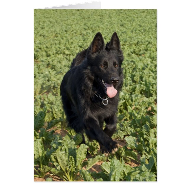 Schwarzer Hund (Vorne)