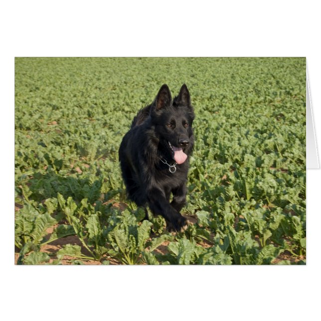 Schwarzer Hund (Vorderseite (Horizontal))