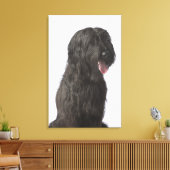Schwarzer Hund, Briard Leinwanddruck (Insitu (Wohnzimmer))