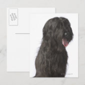 Schwarzer Hund, Briard Postkarte (Vorne/Hinten)