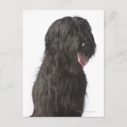 Schwarzer Hund, Briard Postkarte (Vorderseite)