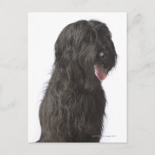 Schwarzer Hund, Briard Postkarte
