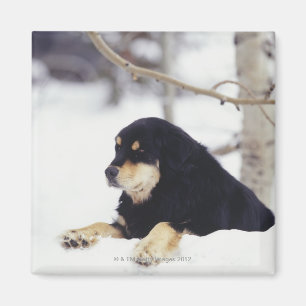 Schwarzer Hund, der im Schnee liegt Magnet